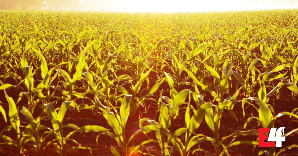 E4 Crop Intelligence conducted a study on the effects of uneven corn emergence.