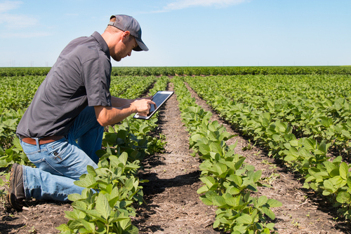 How to manage late-season weeds in the field.