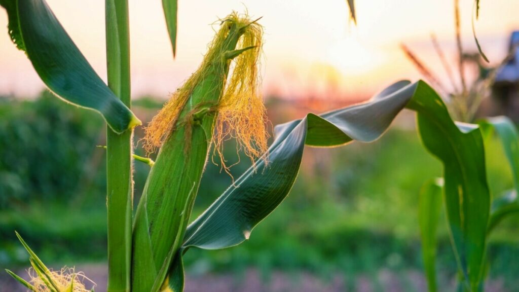 Temperature affecting crop maturity